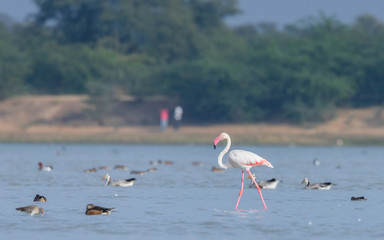 Greater flamingo strolling with ducks and waders
