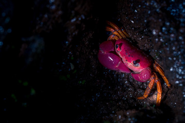 Pink forest crab from Amboli, Maharashtra India