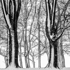 winter trees