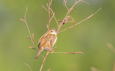 Zitting cisticola