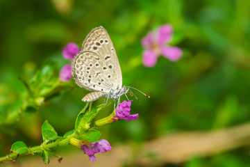 Dark grass blue butterfly