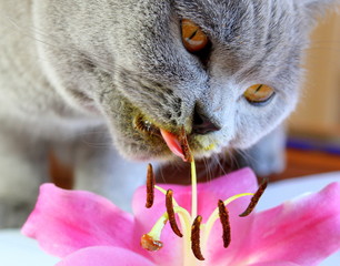 Gray Scottish cat. Funny cat eating a flower. Pink large flower lily.