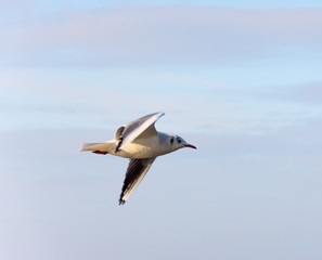 Flying seagulls over the sea look like angels.