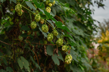Hops grow in the garden. Fresh green leaves on a branch. Organic gardening. Ingredient for the production of beer and alcoholic beverages.