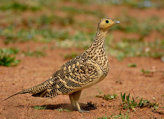 Sandgrouse
