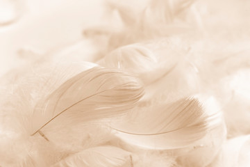 soft feathers smooth color vintage background 