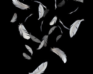 Feather abstract background, White feathers bird falling down in the dark