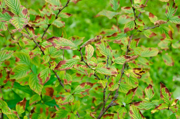 A bush of cherries with drying leaves. Garden diseases