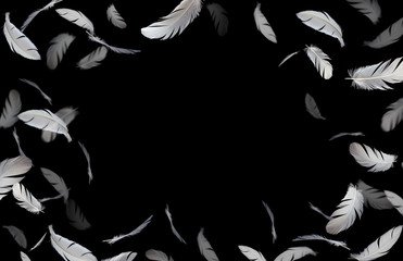 Feathers frame background, white feathers floating in the dark, black background with copy space © Siwakorn1933