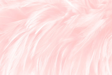 closeup pink feathers luxury vintage trends background