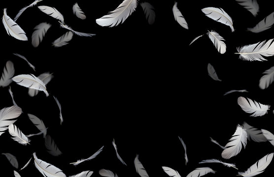 Feathers frame background, white feathers floating in the dark, black background with copy space