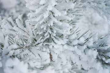 Snow covered pine tree