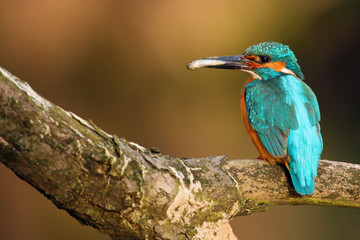 The common kingfisher (Alcedo atthis) also known as the Eurasian kingfisher or river kingfisher sitting on the branch. Common kingfisher with the fish on the beak with orange background.