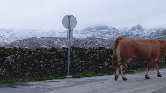 Cows returning to the stables in Pitoes das Junias, Peneda Geres National Park. Montalegre, Portugal.