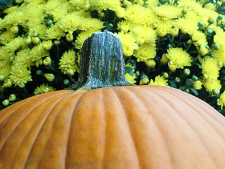 Pumpkin with Yellow flowers