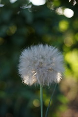 Naklejka premium Big white fluffy dandelion grow in the garden.