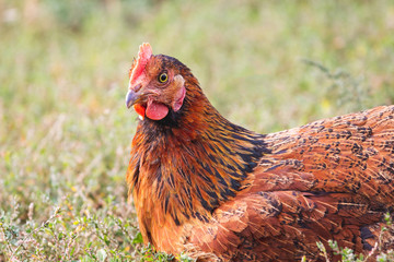 Brown chicken closeup on blurred background. Breeding poultry_