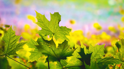 Green maple leaves on blurred background in sunny weather_