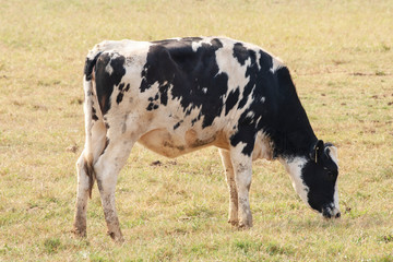  Black and white cow picture in Farm.