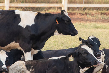 Obraz na płótnie Canvas Black and white cow picture in Farm.
