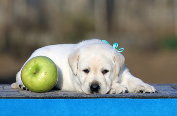 a labrador puppy on a blue background