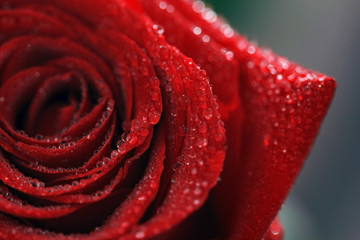 Greeting card for the spring holiday. Red rose with water drops close-up. Macro drops background. Rose is a symbol of love. Declaration of love.