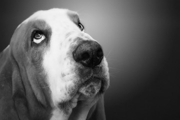 close up of cute basset hound dog head looking up in black and white