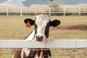  Black and white cow picture in Farm, Cow Head.