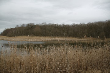 Roselière du Lac de Madine