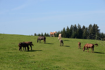 Friedlich. Pferdeherde auf der Weide