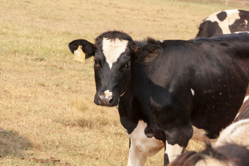  Black and white cow picture in Farm.
