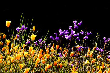 Bright purple violet blue vibrant vivid golden Canterbury Bells, seasonal spring native plant, wildflowers in bloom with golden orange California Poppies