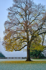 tree in the park