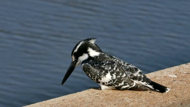 Pied Kingfisher, South Africa