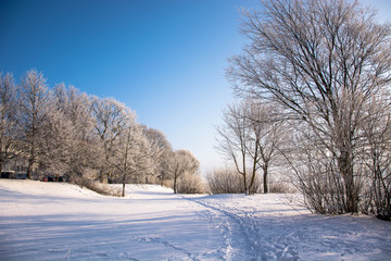 Scenic winter landscape. Trees in the snow. Path between trees.