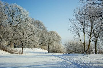 Scenic winter landscape. Trees in the snow. Path between trees.
