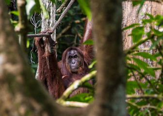 Kinabatangan river, Sabah, Malaysia- January 2019: Orangutan (Pongo pygmaeus), species threatened...