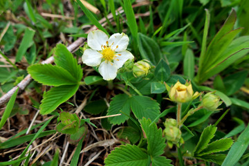 Obraz premium flowers in the garden