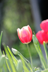 red tulips in the garden