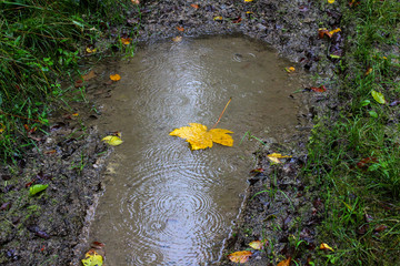 Yellow maple leaf in rainy weather fell into a puddle