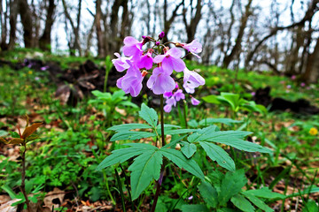 purple flowers in the garden