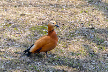 Ruddy shelduck (Tadorna ferruginea) in the park