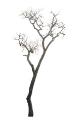 Obraz premium Dead tree isolated on white background
