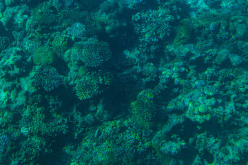 Red Sea Corals