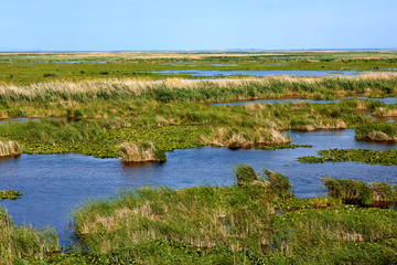 View from above on green leaves of lilies and reeds (bulrush) covered surface of lake
