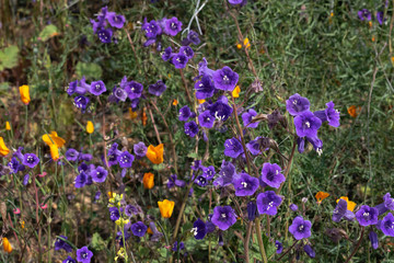 Bright purple violet blue vibrant vivid golden Canterbury Bells, seasonal spring native plant, wildflowers in bloom with golden orange California Poppies