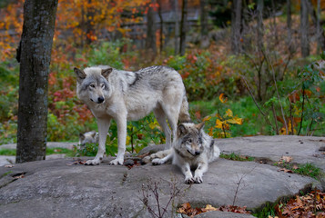 Two Timber wolves or Grey Wolf Canis lupus standing on a rocky cliff on an autumn rainy day in Canada