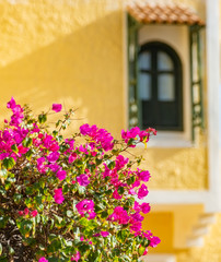Fototapeta na wymiar Romantic vintage arabic window and summer bougainvillea flowers