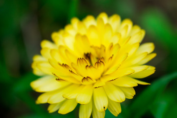 closeup of yellow flower