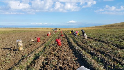 Farm workers harvest potatoes. Fresh organic potatoes on bags in the field.